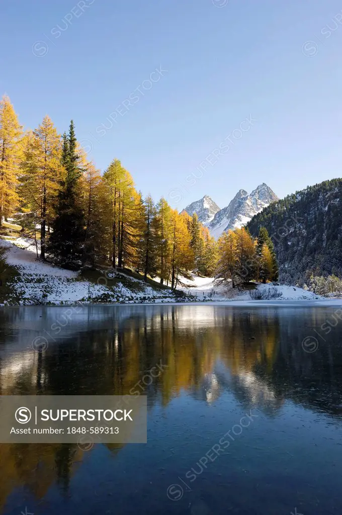 Lake Palpuogna, Lai da Palpuogna, with autumnal larches, snow, Berguen, Albula Pass, Canton of Grisons, Switzerland, Europe