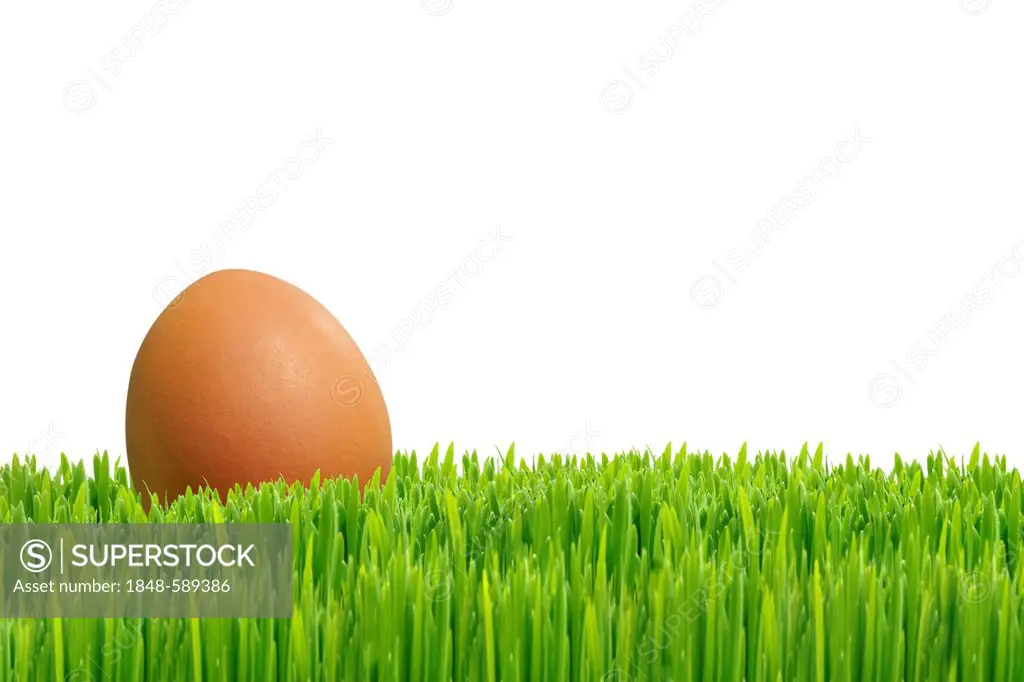 Egg on green grass