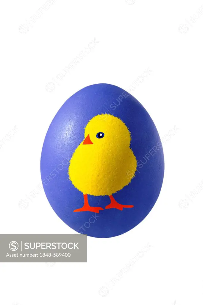 Blue Easter egg with the painting of a chick