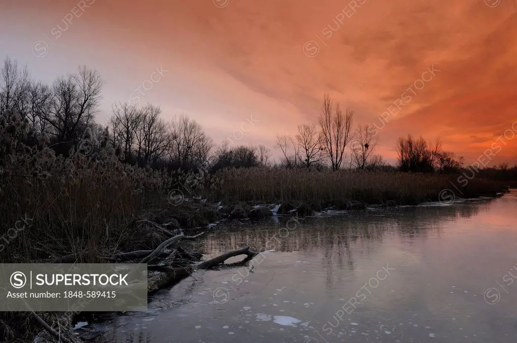 Wetlands in the early morning in winter, Danube-Auen National Park, Lower Austria, Austria, Europe