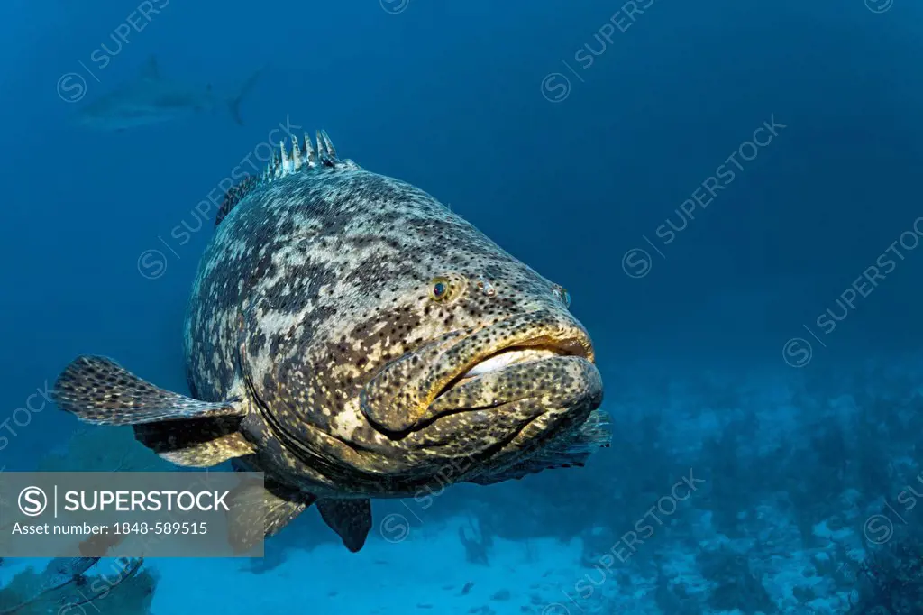 Atlantic goliath grouper fish or itajara or Jewfish (Epinephelus itajara) swimming in front of coral reef, Republic of Cuba, Caribbean Sea, Caribbean,...