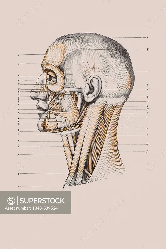 Skull with muscle structure, anatomical illustration