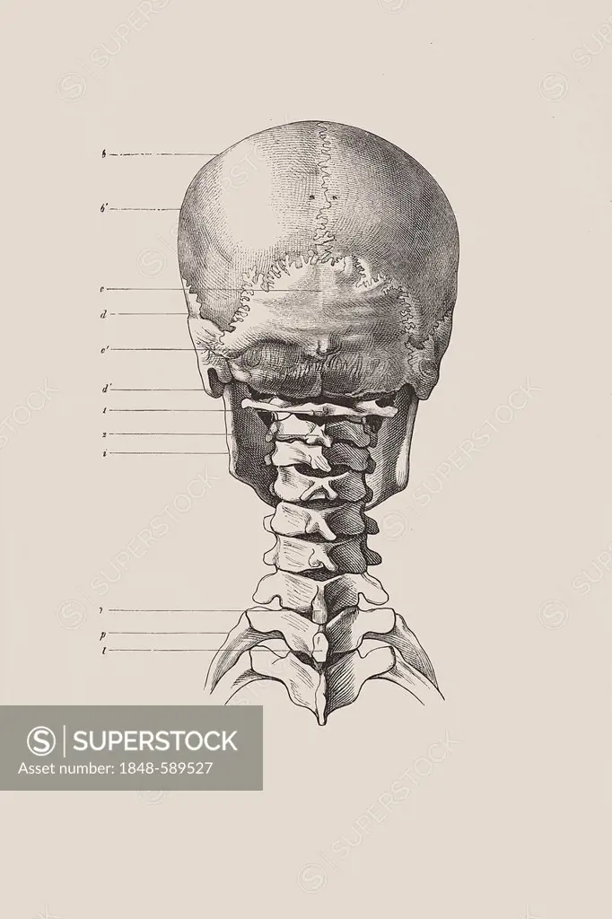 Cranial skeleton from the back, anatomical illustration