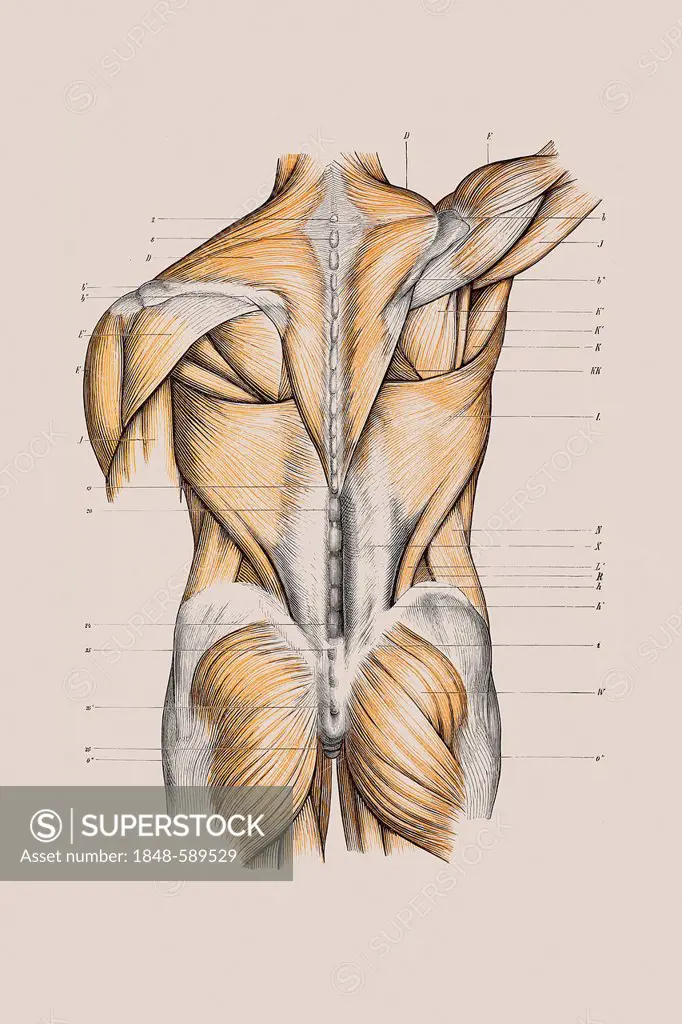 Muscle structure of the back, anatomical illustration