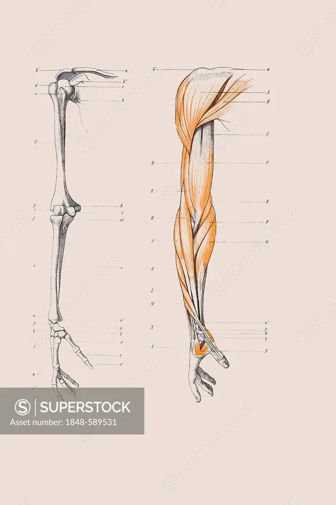 Skeleton of a human arm, anatomical illustration