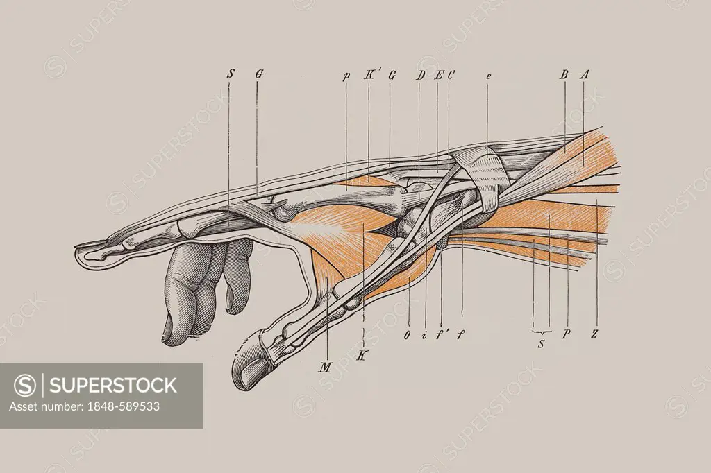 Skeleton of a human hand, anatomical illustration