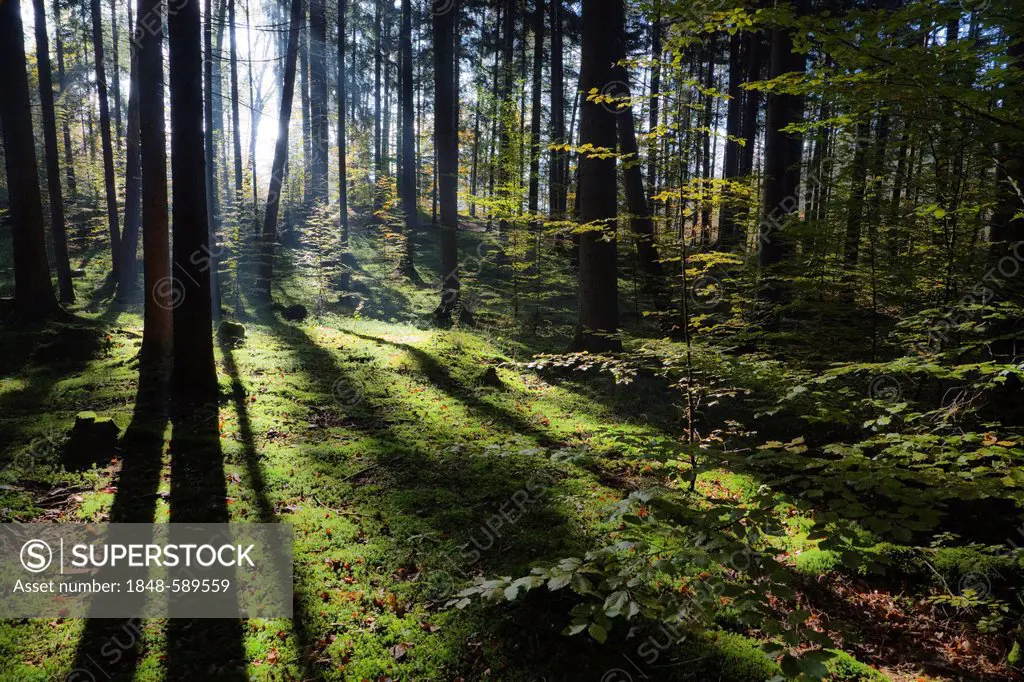 Mixed forest with Norway spruces (Picea abies) and European beech trees (Fagus sylvatica), backlit, Upper Bavaria, Germany, Europe