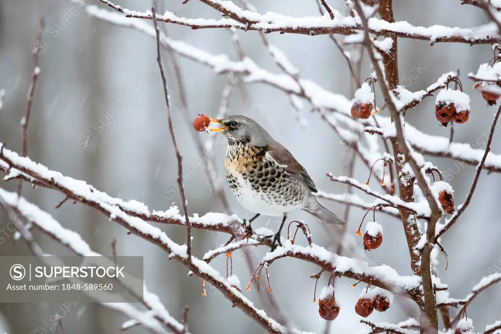 Fieldfare (Turdus pilaris) perched on a crabapple tree in a garden in the snow, Germany, Europe