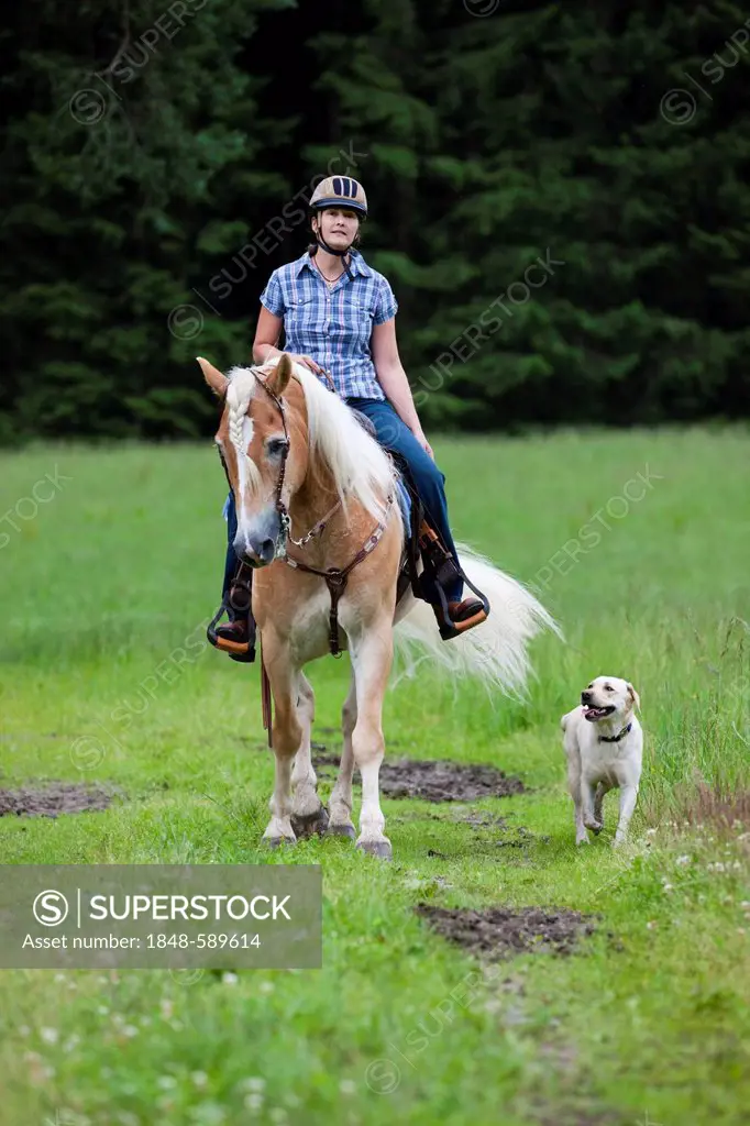 Woman riding a Haflinger horse with a western bridle, in a field with a Labrador dog as riding companion, North Tyrol, Austria, Europe