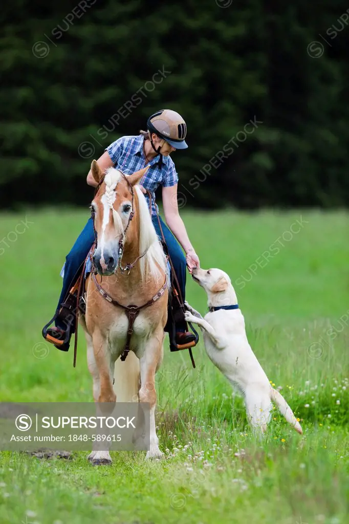 Woman riding a Haflinger horse with a western bridle, in a field with a Labrador dog as riding companion, North Tyrol, Austria, Europe