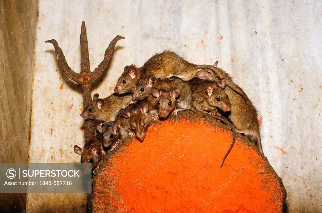 Rats of the Karni Mata Temple are believed to carry the souls of dead sadhus until their next reincarnation, Deshnok, Rajasthan, India, Asia