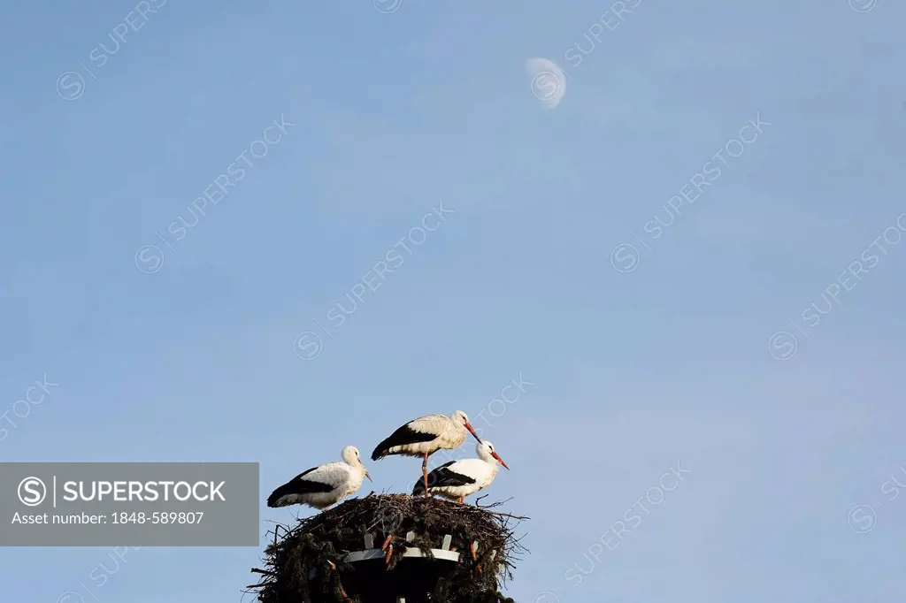White Storks (Ciconia ciconia)