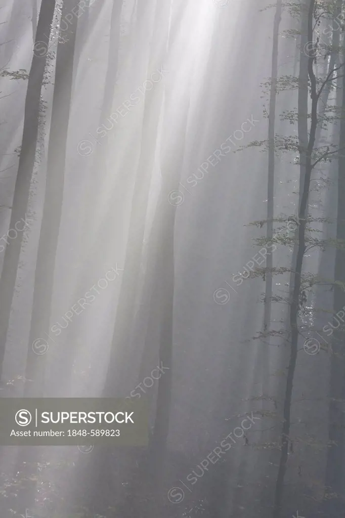Sun rays in the autumnal misty forest, Schienerberg, Hegau area, Landkreis Konstanz county, Baden-Wuerttemberg, Germany, Europe