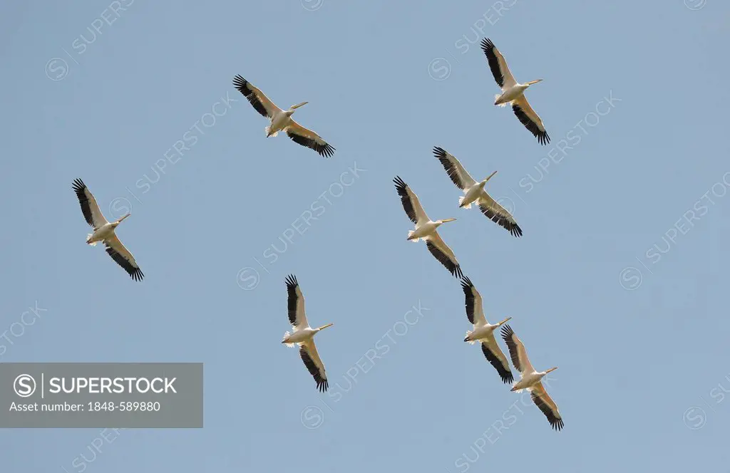 Great white pelicans (Pelecanus onocrotalus), flying, Danube Delta, Romania, Europe
