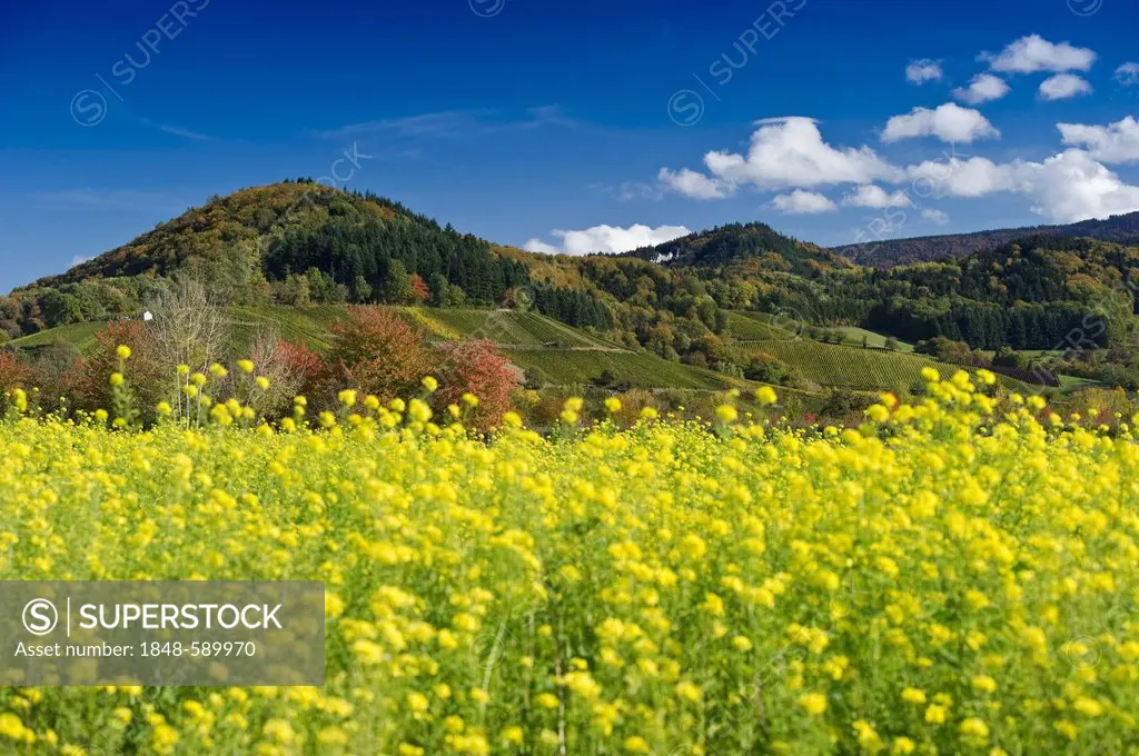 Rapeseed field, Glottertal, Black Forest, Baden-Wuerttemberg, Germany, Europe