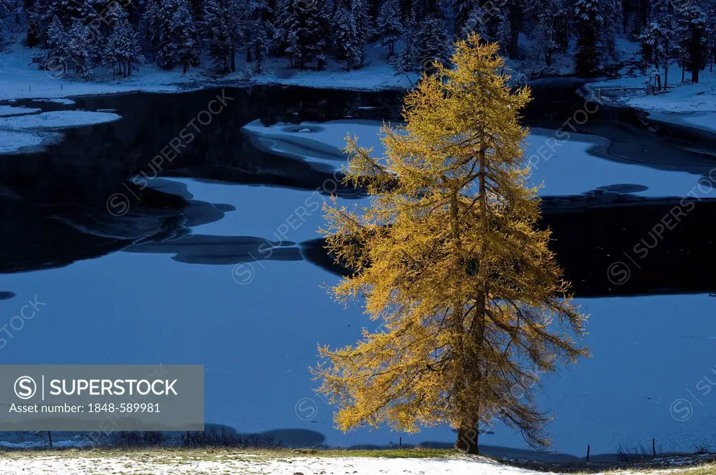 Lake Palpuogna, Lai da Palpuogna, with autumnal larch, snow, Berguen, Albula Pass, Canton of Grisons, Switzerland, Europe
