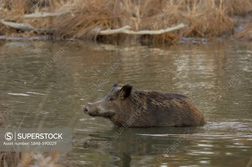 Wild boar (Sus scrofa), in the water, floodplains of the Danube, Lower Austria, Austria, Europe