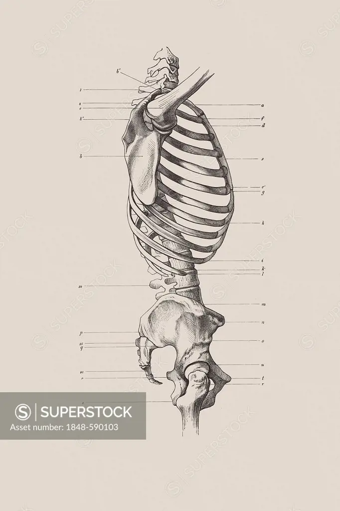 Skeletal torso, anatomical illustration