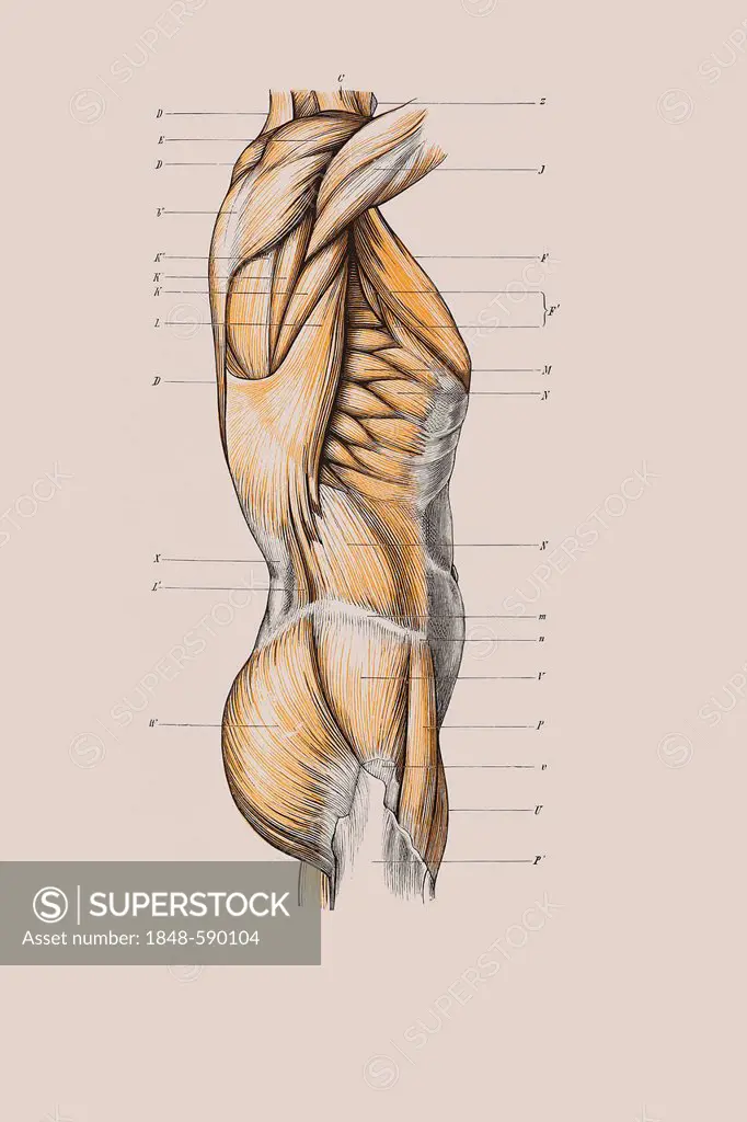 Muscle structure of the torso, anatomical illustration