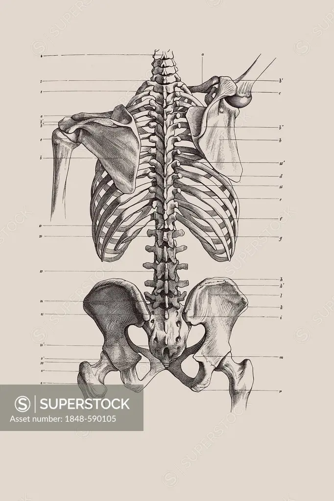 Skeletal torso, anatomical illustration