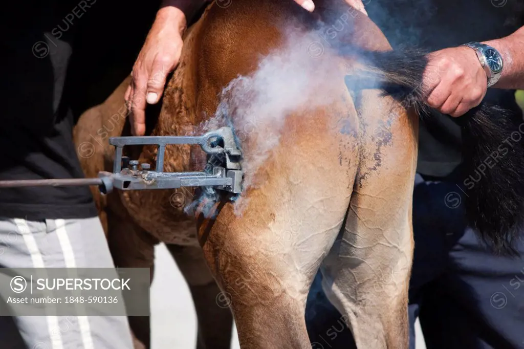 Horse being branded with a branding iron, Austrian warmblood, foal, bay colour, North Tyrol, Austria, Europe