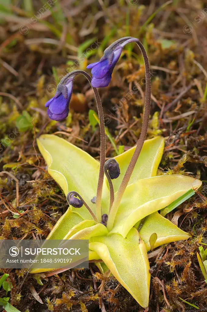 Common butterwort (Pinguicula vulgaris), Obersee, East Tyrol, Austria, Europe