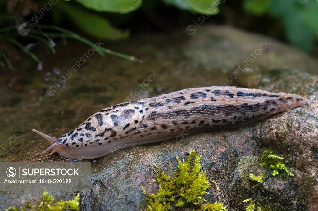 Great grey slug, or Leopard slug (Limax maximus), Schwaz, Tyrol, Austria, Europe