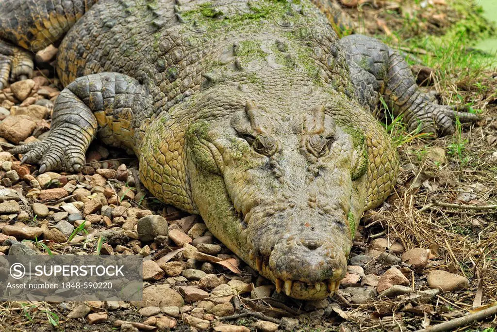 Saltwater Crocodile (Crocodylus porosus), Billabong Sanctuary, Townsville, Queensland, Australia