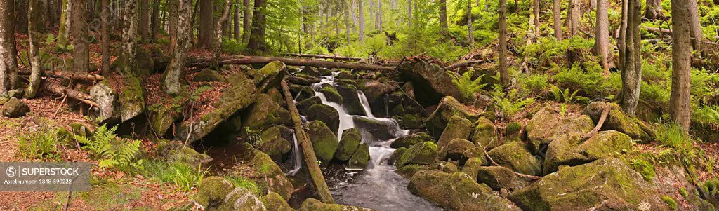 Kleine Ohe stream in the primeval forest, Bavarian Forest National Park, Bavaria, Germany, Europe