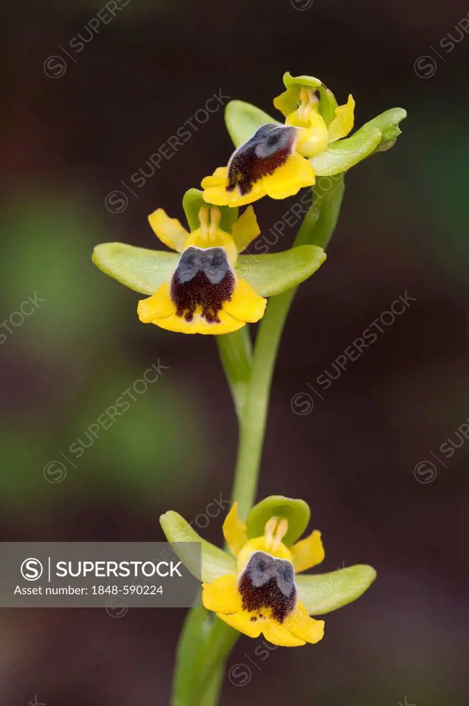 Yellow Ophrys (Ophrys lutea), Sardinia, Italy, Europe