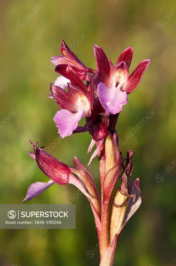 Butterfly orchid (Orchis papilionacea), Sardinia, Italy, Europe