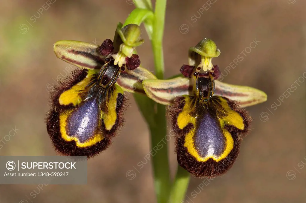 Mirror Bee Orchid (Ophrys ciliata), Sardinia, Italy, Europe