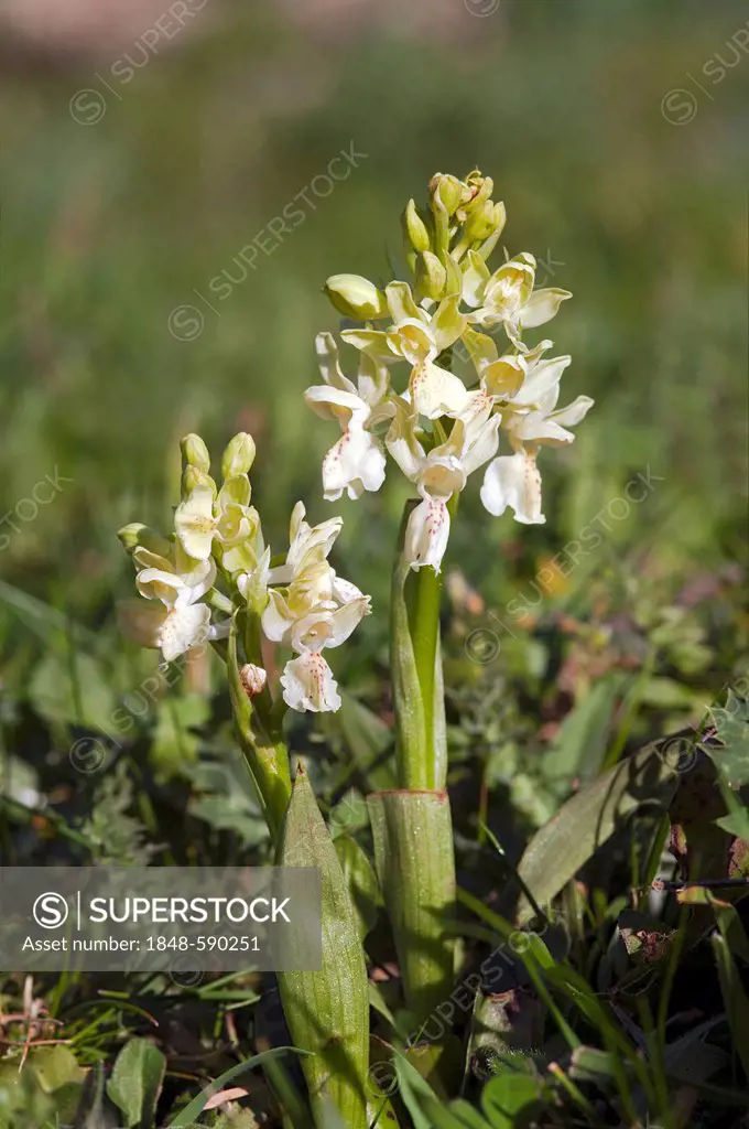 Provence Orchis (Orchis provincialis), Sardinia, Italy, Europe