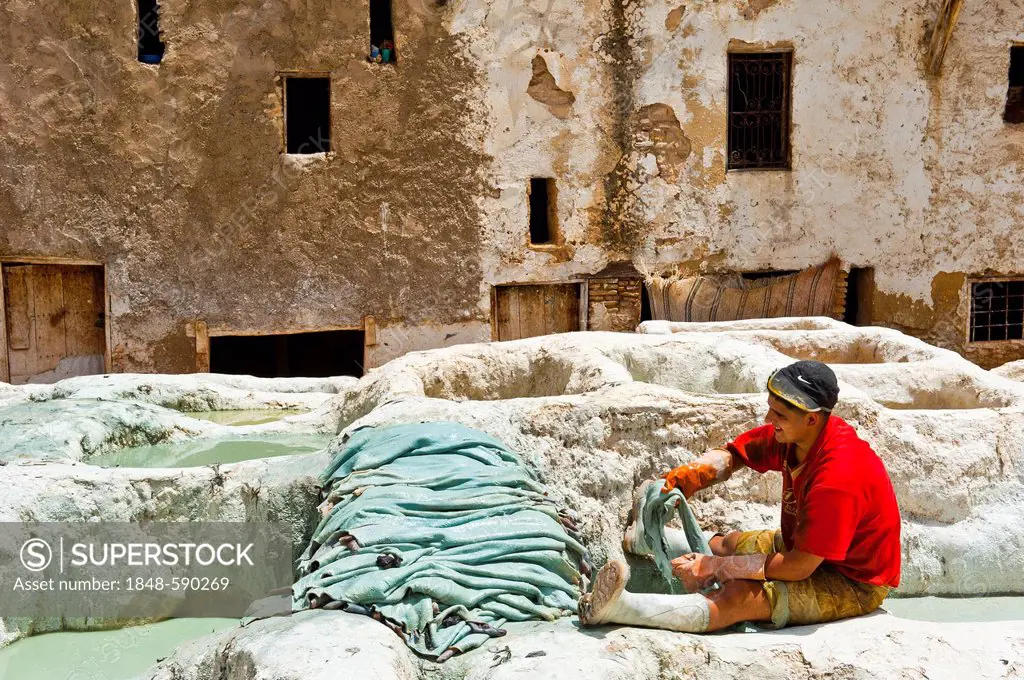 Worker stacking animal hides in a tannery beside the dyeing pits, Tanners' and Dyers' quarter, historic town centre or Medina, UNESCO World Heritage S...