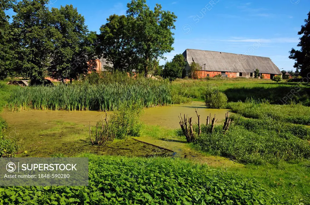 Pond covered with Lesser duckweed (Lemna minor), Reeds (Typha sp.) at the back, Stinging nettles (Urtica dioica) at the front, old barn built in 1900 ...