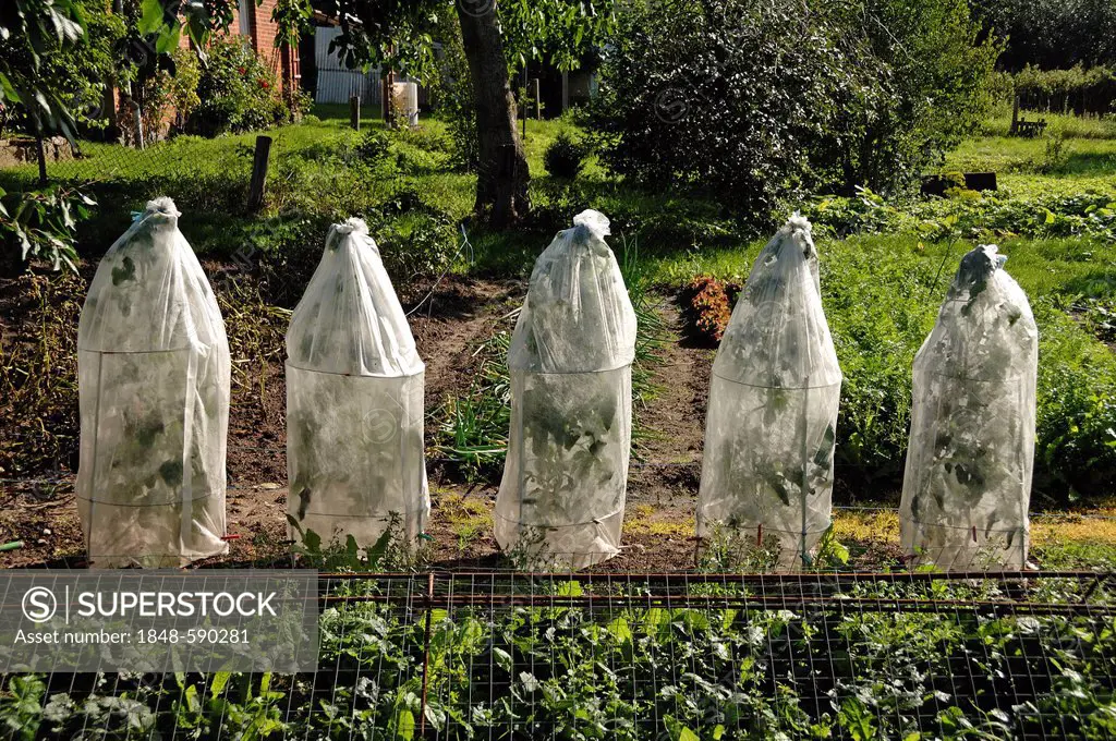 Tomato plants covered with plastic sheets in a vegetable garden, Othenstorf, Mecklenburg-Western Pomerania, Germany, Europe