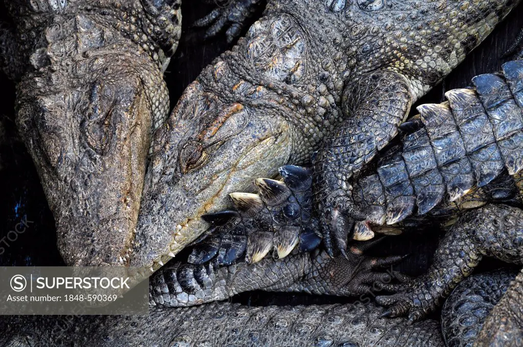 Crocodiles (Crocodilia), captive breeding, crocodile farm on the Tonle Sap Lake, Siem Reap, Cambodia, Southeast Asia, Asia