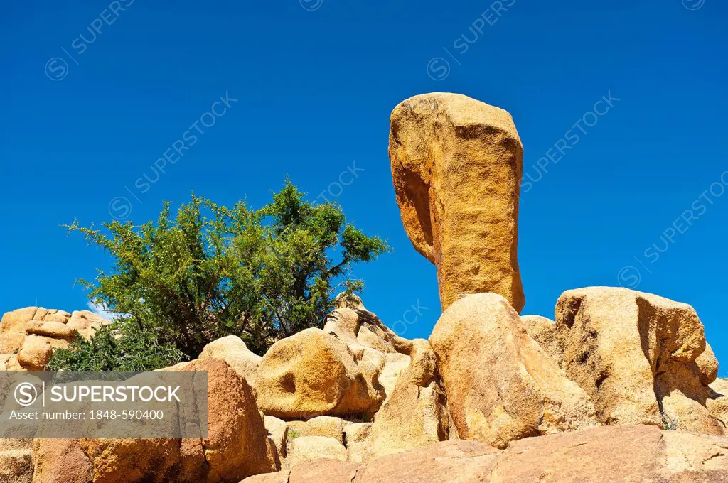 Granite boulders lying on a rocky outcrop, with young Argan (Argania spinosa) trees growing between the rocks, Anti-Atlas Mountains, southern Morocco,...
