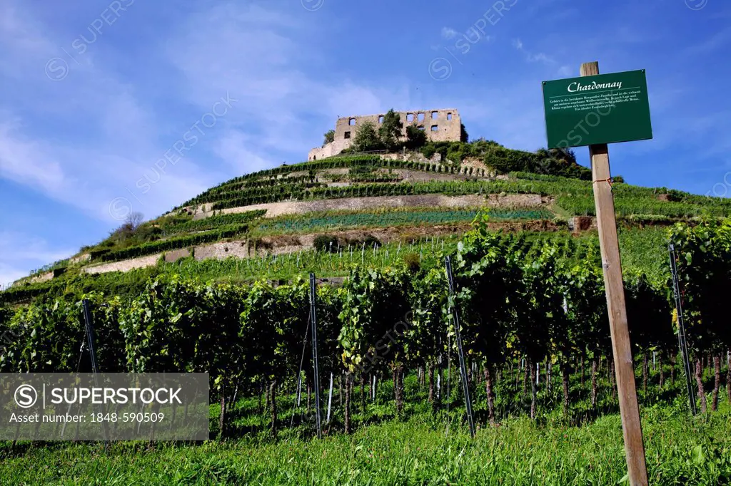 Chardonnay vines in the vineyards around Staufen castle ruin, destroyed in 1632, Staufen im Breisgau, southern Black Forest, Baden-Wuerttemberg, Germa...