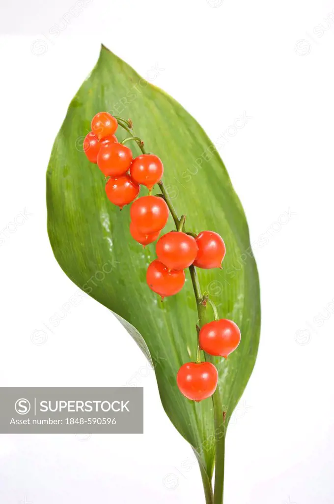 Lily of the valley (Convallaria majalis), fruits and a leaf