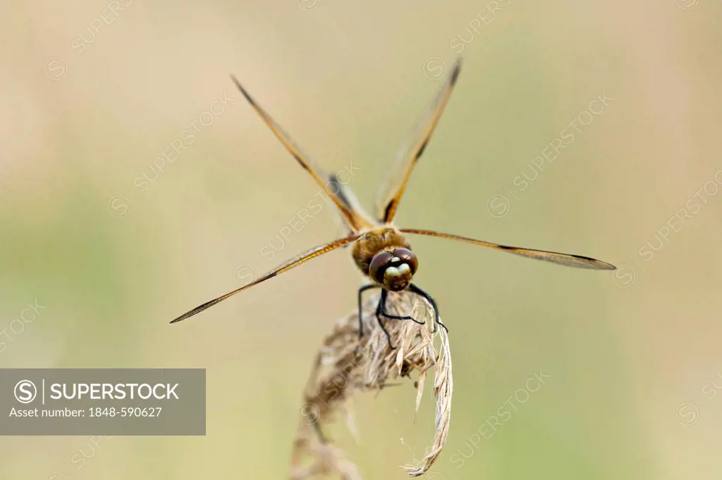 Four-spotted chaser, four-spotted skimmer (Libellula quadrimaculata), wings moving, Illmitz, Lake Neusiedl, Austria, Europe