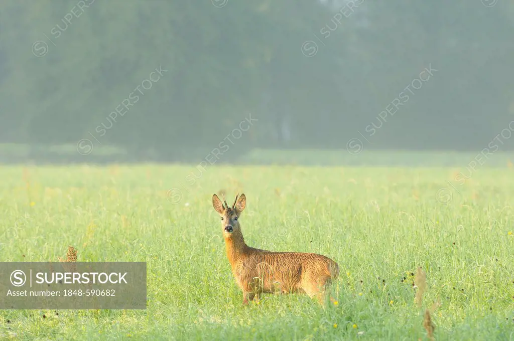 Roe deer (Capreolus capreolus), Middle Elbe Biosphere Reserve, Dessau, Saxony-Anhalt, Germany, Europe