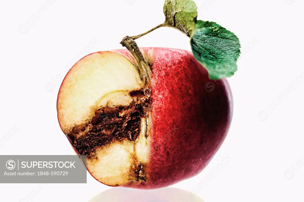 Cut apple, rotten inside