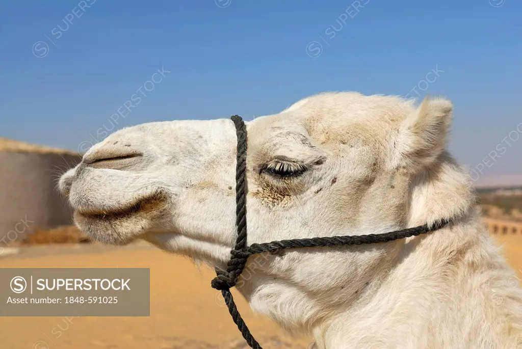 White Arabian camel, dromedary (Camelus dromedarius), portrait, Dakhla Oasis, Libyan Desert, also known as Western Desert, Sahara, Egypt, Africa