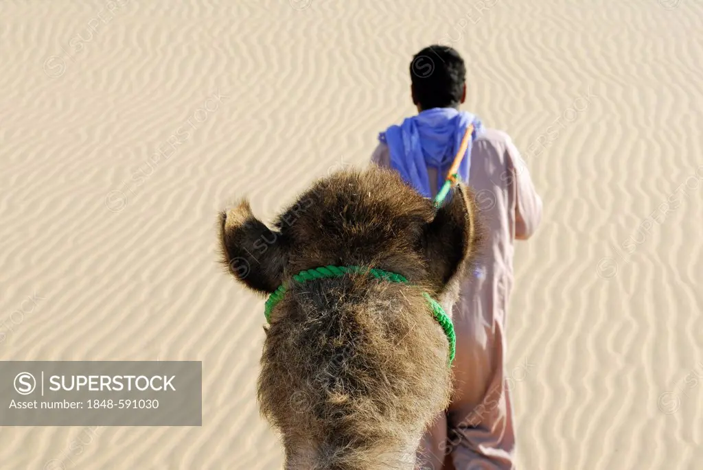 Camel guide, Arabian camel, dromedary (Camelus dromedarius), desert trekking, Dakhla Oasis, Libyan Desert, also known as Western Desert, Sahara, Egypt...