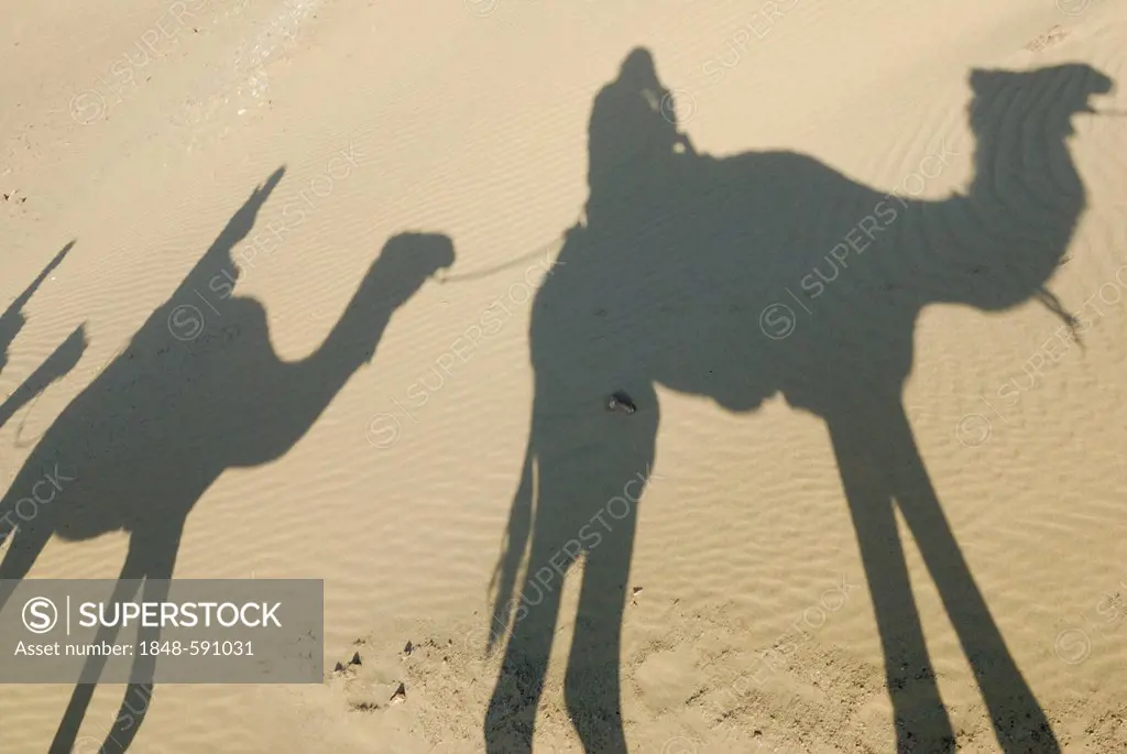 Desert trekking, shadows, Arabian camels, dromedaries (Camelus dromedarius), Dakhla Oasis, Libyan Desert, also known as Western Desert, Sahara, Egypt,...