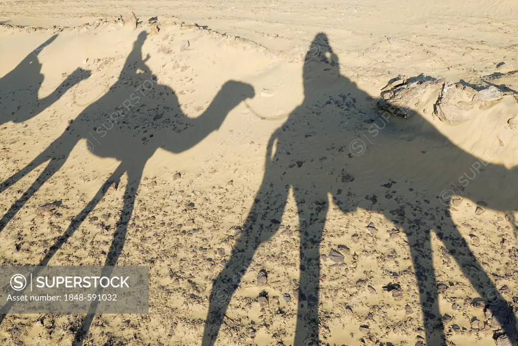 Desert trekking, shadows, Arabian camels, dromedaries (Camelus dromedarius), Dakhla Oasis, Libyan Desert, also known as Western Desert, Sahara, Egypt,...
