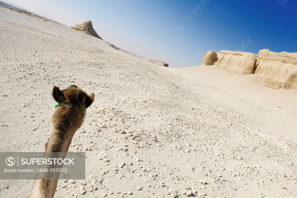 Arabian camel, dromedary (Camelus dromedarius), desert trekking, Dakhla Oasis, Libyan Desert, also known as Western Desert, Egypt, Africa