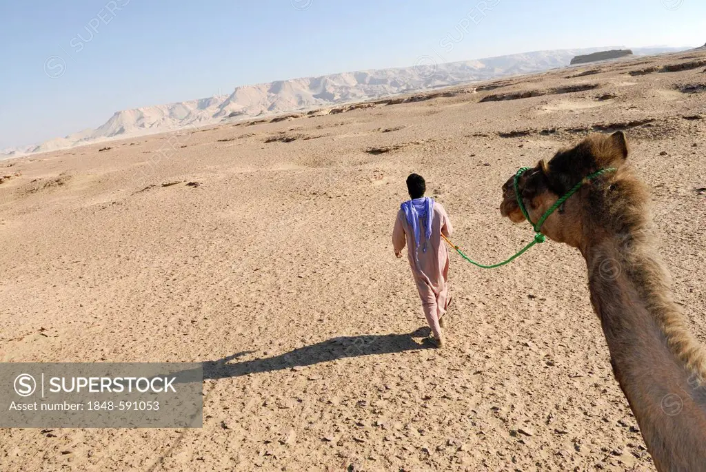 Camel guide, Arabian camel, dromedary (Camelus dromedarius), desert trekking, Dakhla Oasis, Libyan Desert, also known as Western Desert, Sahara, Egypt...