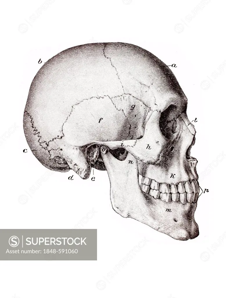 Skull of a Homo sapiens, anatomical illustration